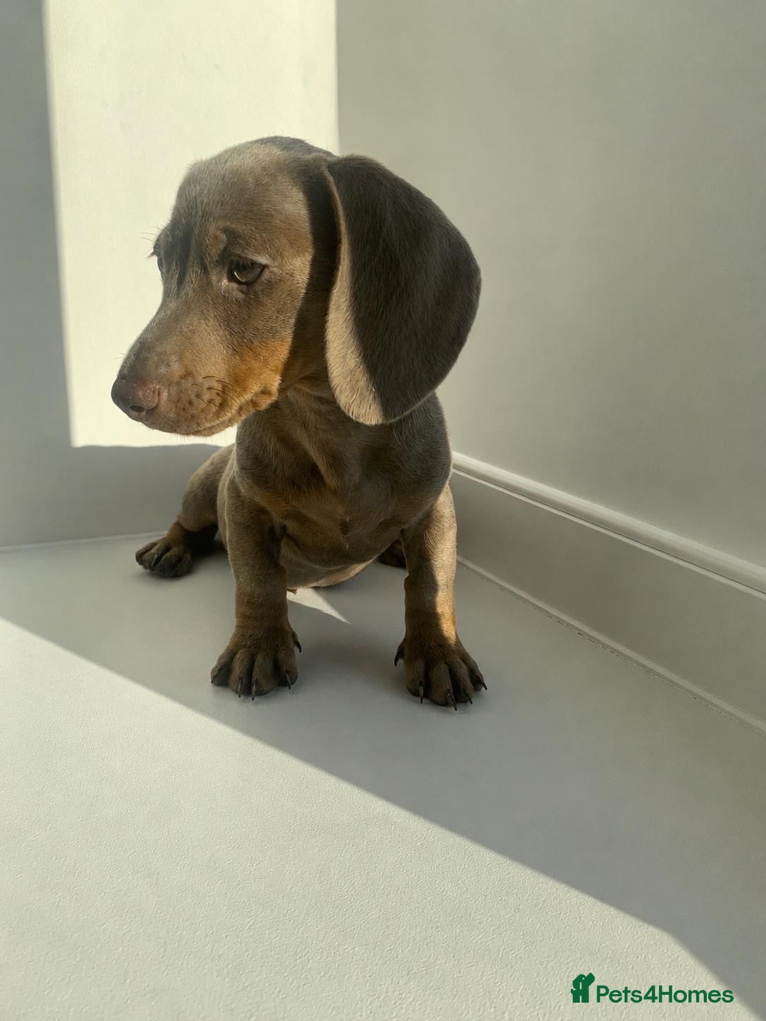 Miniature Dachshund dogs Stunning Isabella and tan male - Advert 15