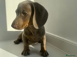Miniature Dachshund dogs Stunning Isabella and tan male - Advert 4