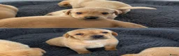 Labrador Retriever dogs for sale: Fully health tested parents KC Boys available 💛🧡 - Advert 27