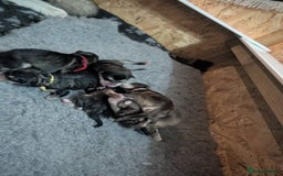 Alaskan Malamute dogs for sale: KC Alaskan malamute puppies champion lines - Image 12