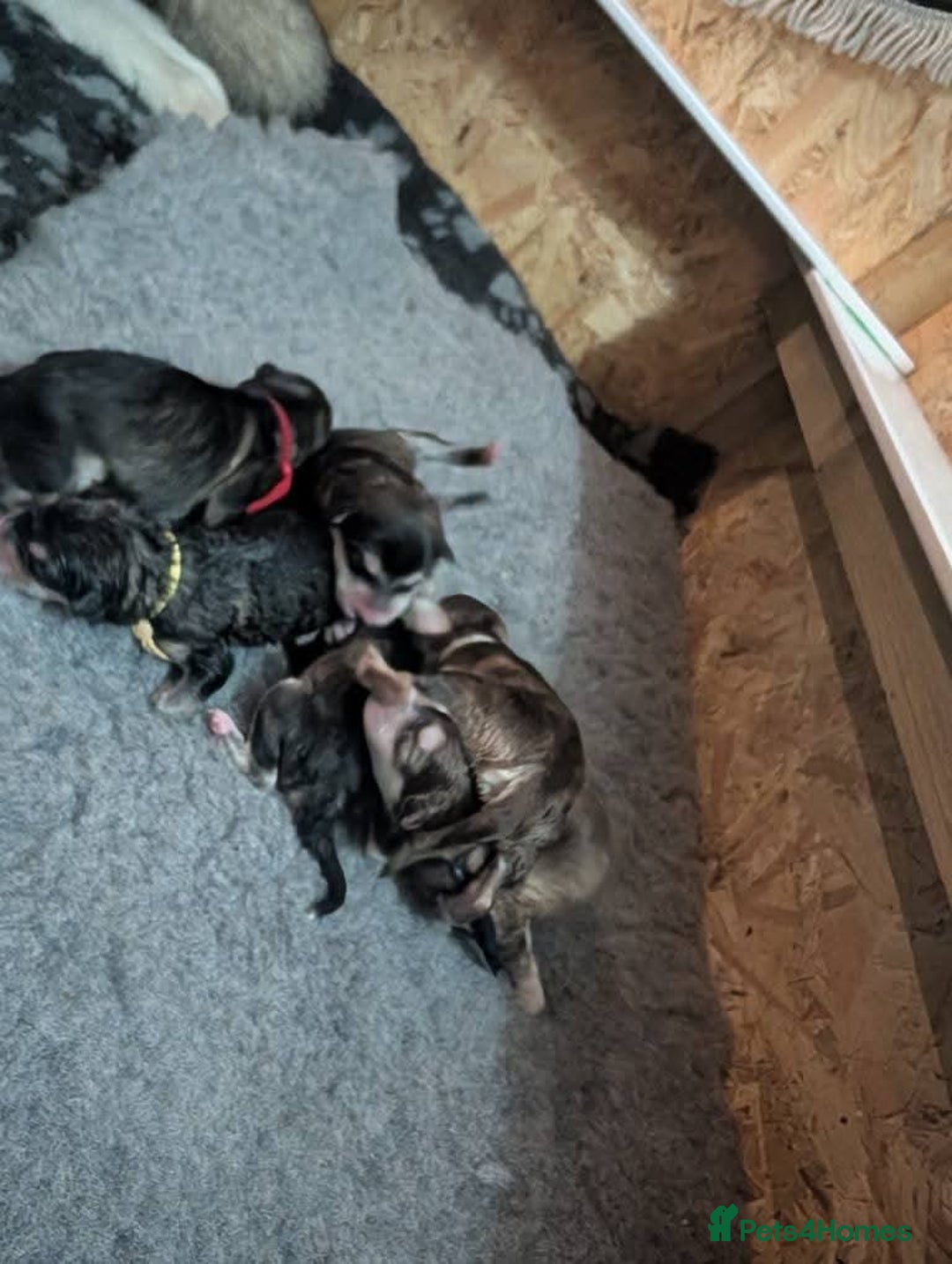 Alaskan Malamute dogs for sale: KC Alaskan malamute puppies champion lines - Image 12