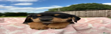 Springador 12