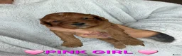 Cockapoo dogs for sale: 🌟F1 miniature health tested cockapoos🌟 - Advert 3