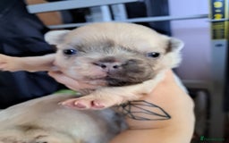 French Bulldog dogs for sale: French bulldogs merle - Image 2