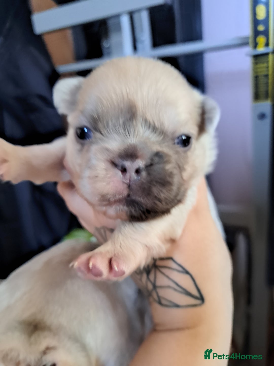 French Bulldog dogs for sale: French bulldogs merle - Image 2