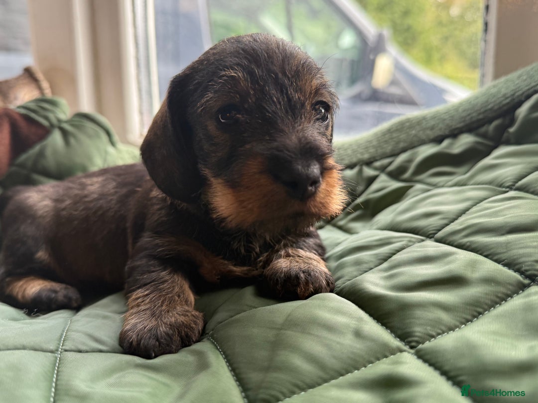 Miniature Dachshund dogs for sale: Miniature wirehaired Dachshund  - Image 6
