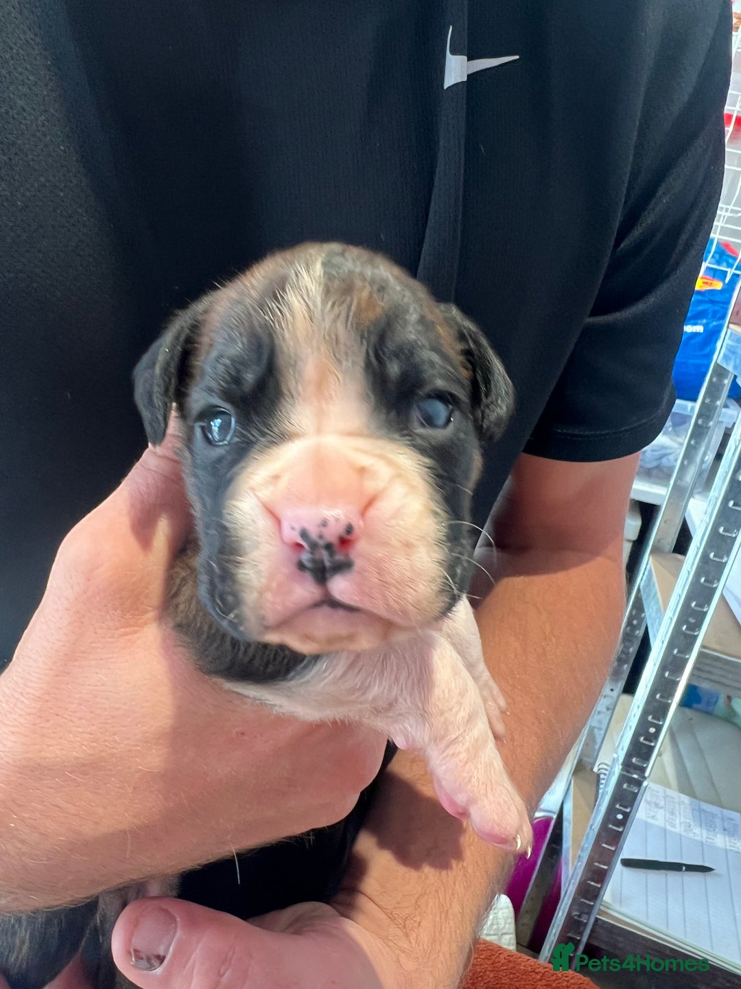 Boxer dogs for sale: 6 Beautiful Boxer Puppies - Image 8