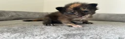 Maine Coon cats for sale: Last black torbie female available  - Advert 17