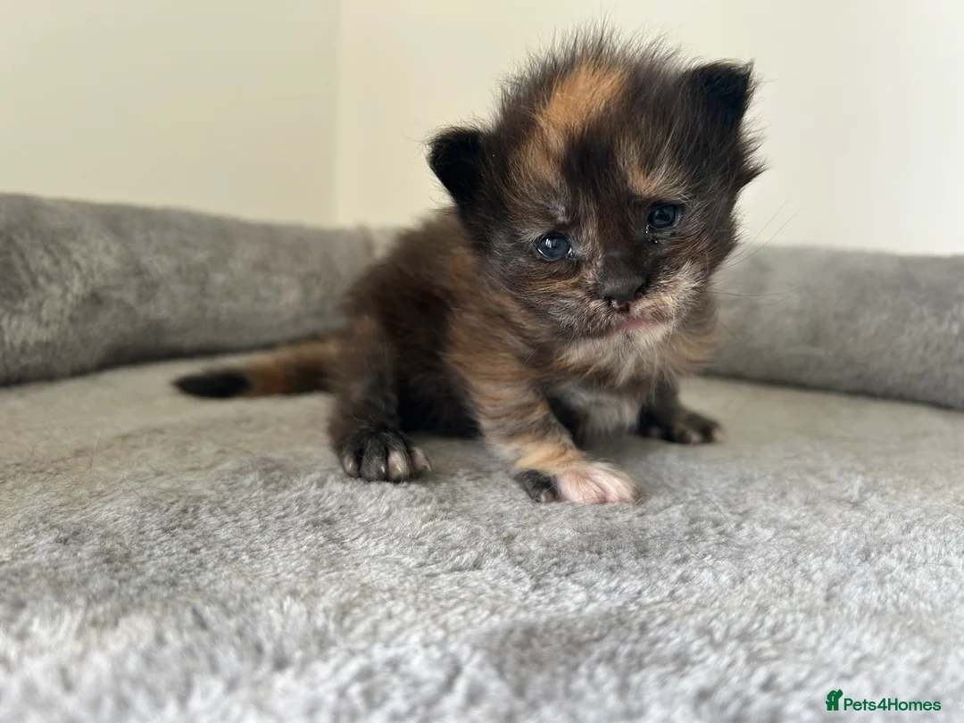 Maine Coon cats for sale: Last black torbie female available  - Advert 17