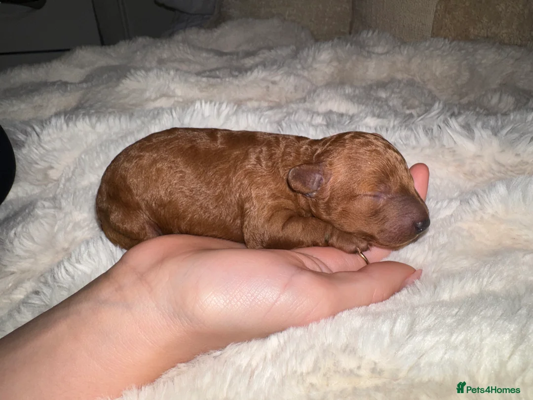 Toy Poodle dogs for sale: Health tested Toy poodle puppies! 😍🔥🤩!!! in Liverpool - Advert 15