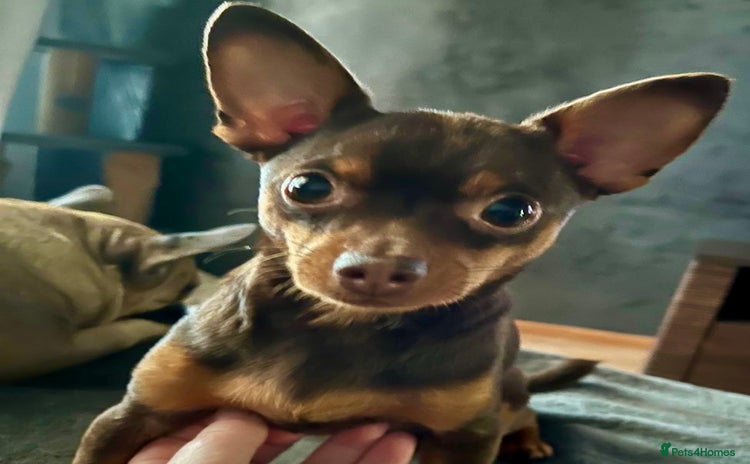 Russian Toy Terrier dogs - Advert 2