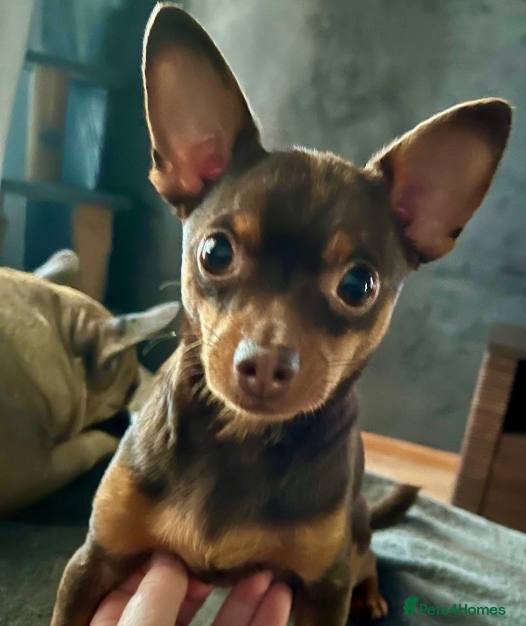 Russian Toy Terrier dogs for adoption: Skippy survival story - Image 1