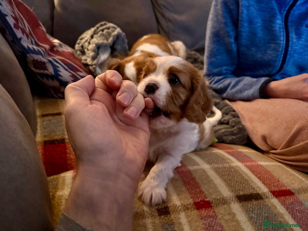 Cavalier King Charles Spaniel dogs for sale: King Charles Cavalier Blenheim boy available 🐶🥰 - Advert 7