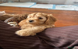 Cockapoo dogs for sale: Adorable Cockapoo Puppies  - Image 19