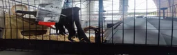 Guinea Pig rodents for sale: Complete Guinea Pig Setup for Sale - Advert 7