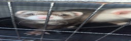 Mixed Breed rodents for sale: Ferrets  - Advert 5