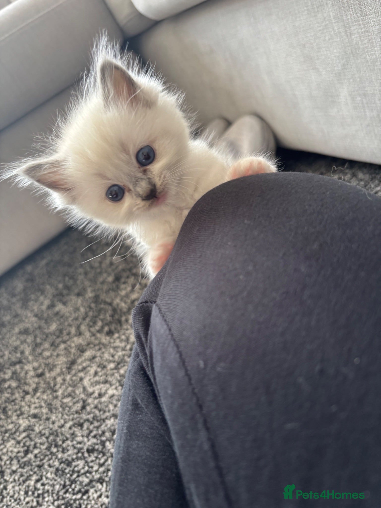 Ragdoll cats Female ragdoll kittens - Advert 4