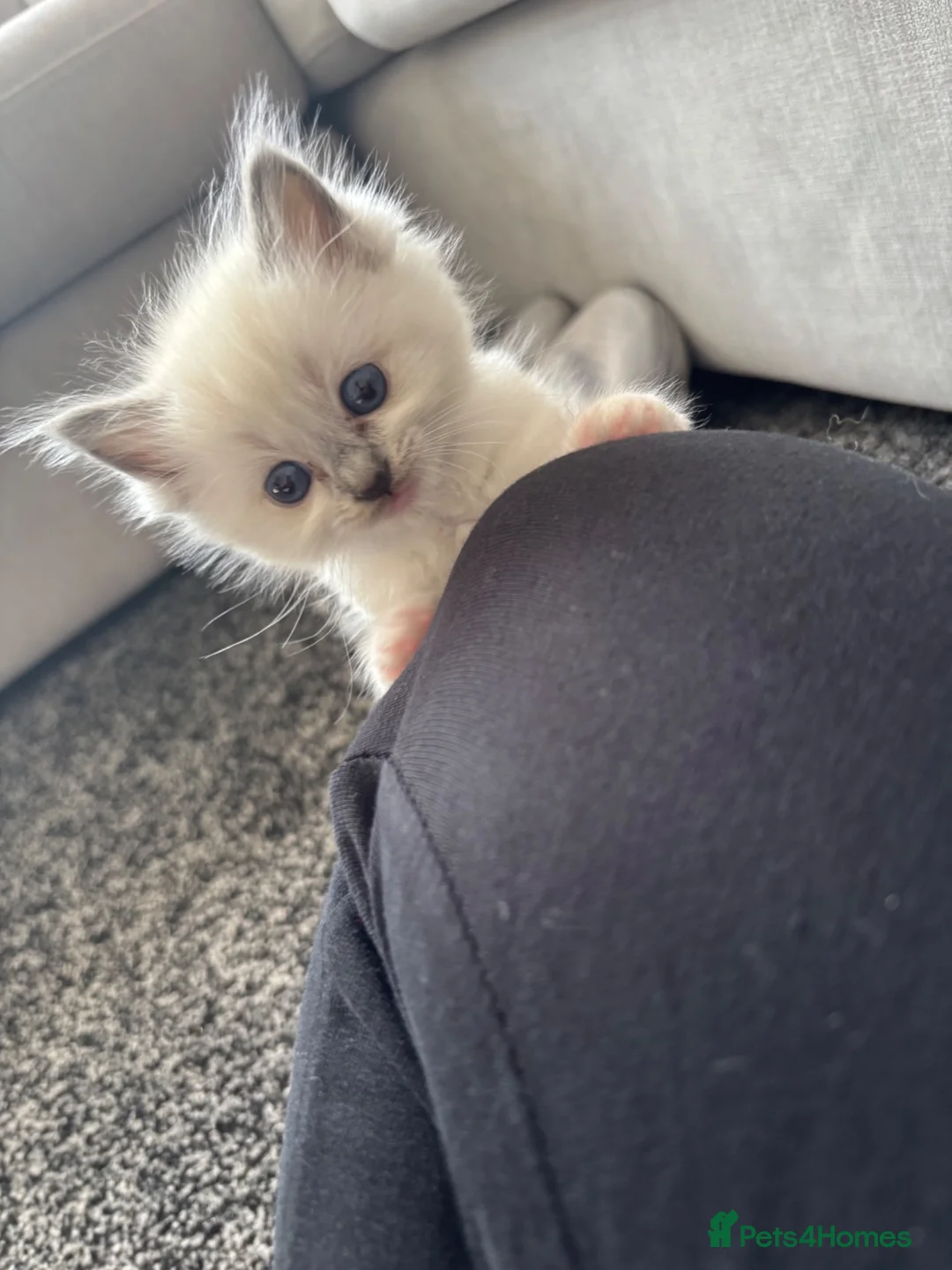 Ragdoll cats for sale: Female ragdoll kittens in Hartlepool - Advert 1