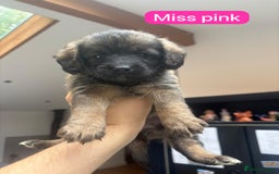 Mixed Breed dogs for sale: Outstanding Saint Bernadoodle Puppies  - Image 13