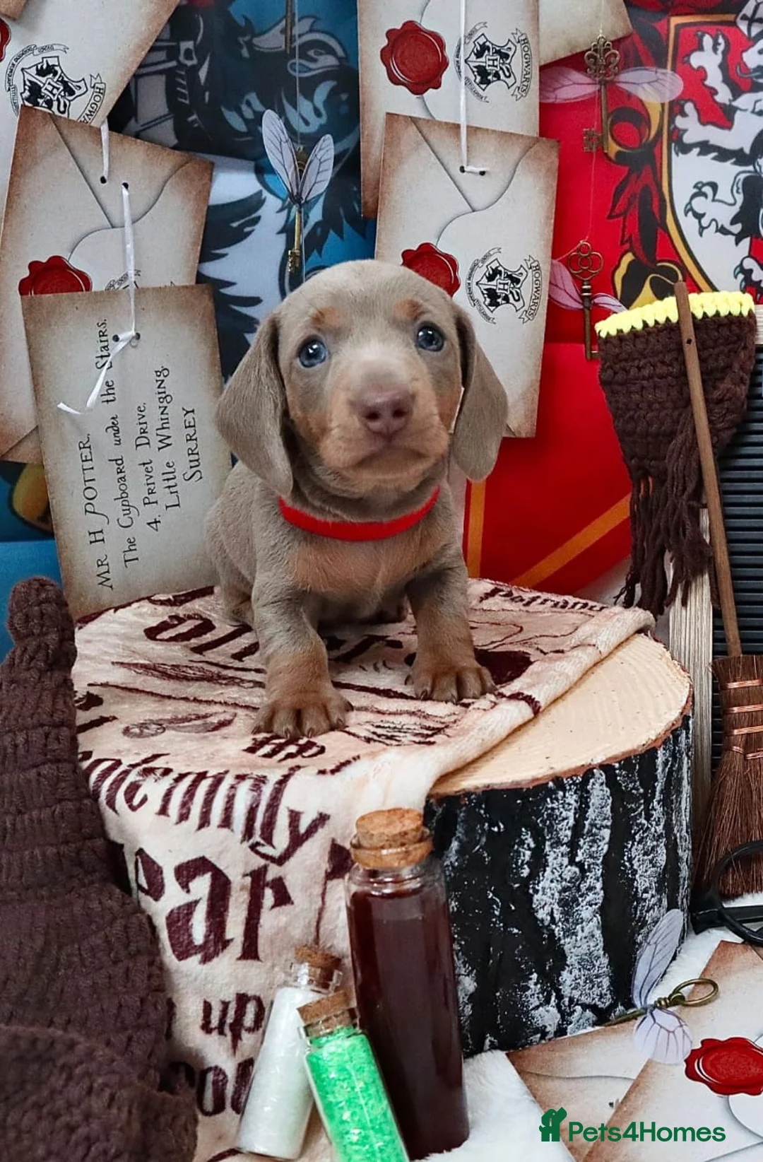 Miniature Dachshund dogs for sale: Sweet Miniature Dachshund Puppies - Advert 2