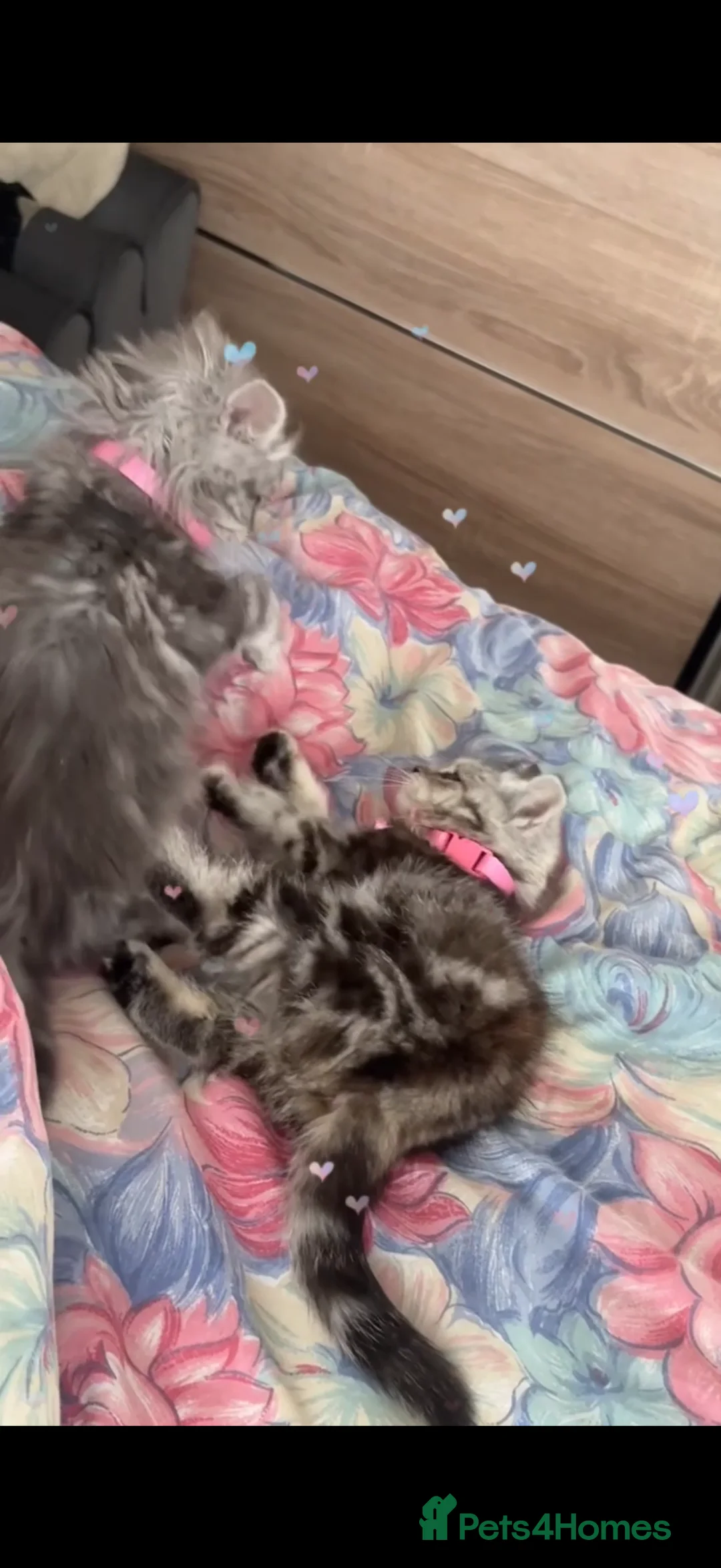 British Longhair cats for sale: My lovely friend for sale - Advert 11