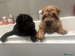 Shar Pei dogs Bear coat shar pei - Advert 1