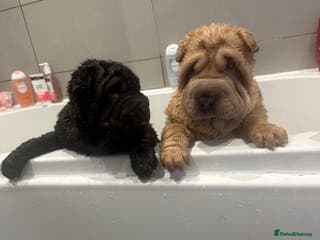 Shar Pei dogs Bear coat shar pei - Advert 6