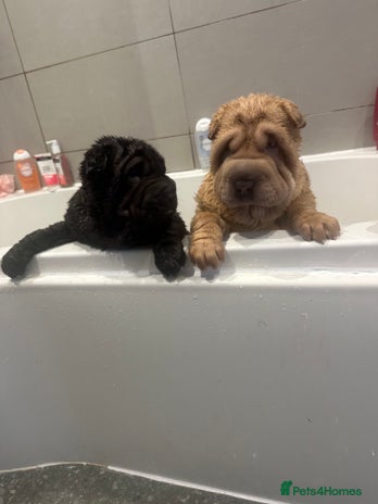 Shar Pei dogs Bear coat shar pei - Advert 1