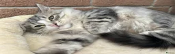 Siberian cats for sale: Pure pedigree Siberian kittens - Advert 5