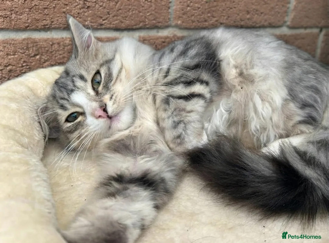 Siberian cats for sale: Pure pedigree Siberian kittens - Advert 5