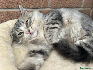 Siberian cats Pure pedigree Siberian kittens - Advert 1