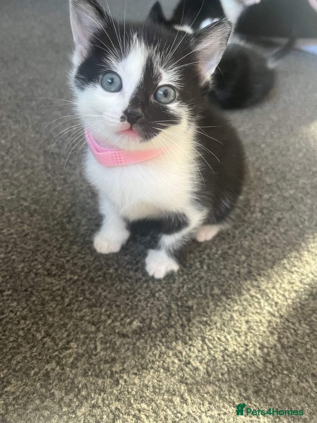 Mixed Breed cats for sale: black and white kittens  - Image 5