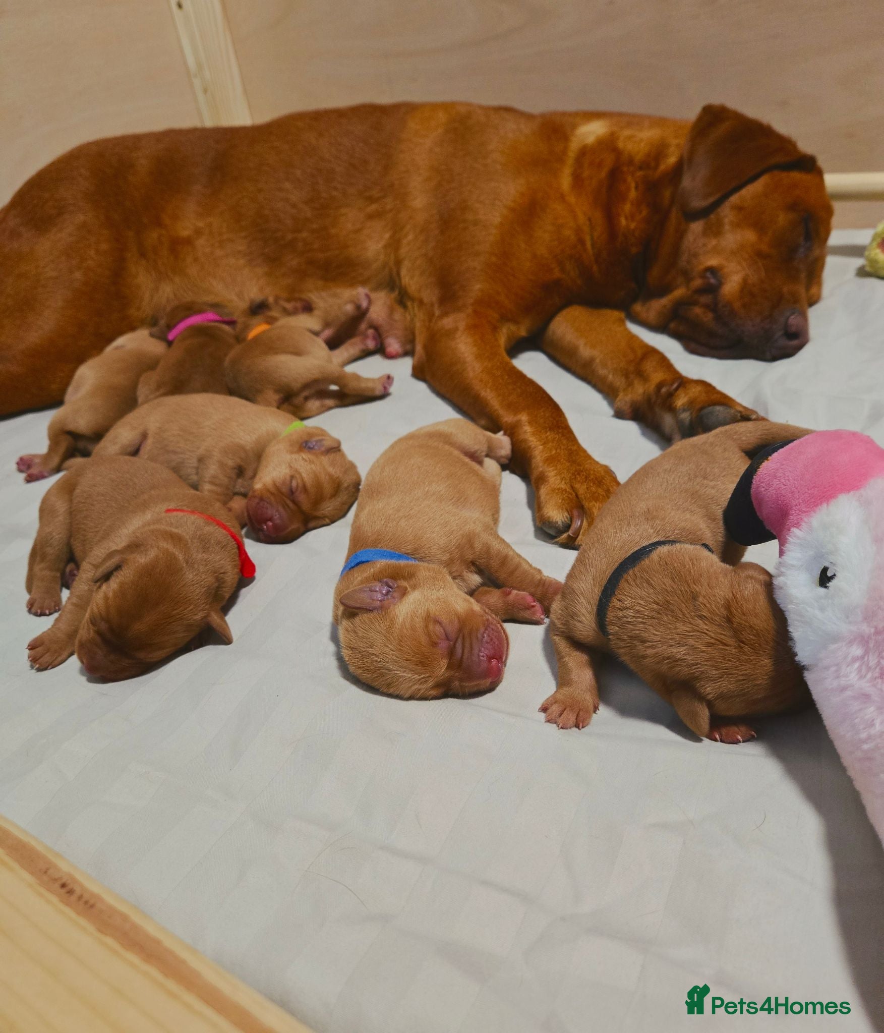 Labrador Retriever dogs 🐾 Beautiful KC-Registered Fox Red Lab Puppies 🐾 - Advert 2