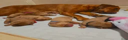 Labrador Retriever dogs for sale: 🐾 Beautiful KC-Registered Fox Red Lab Puppies 🐾 - Advert 1