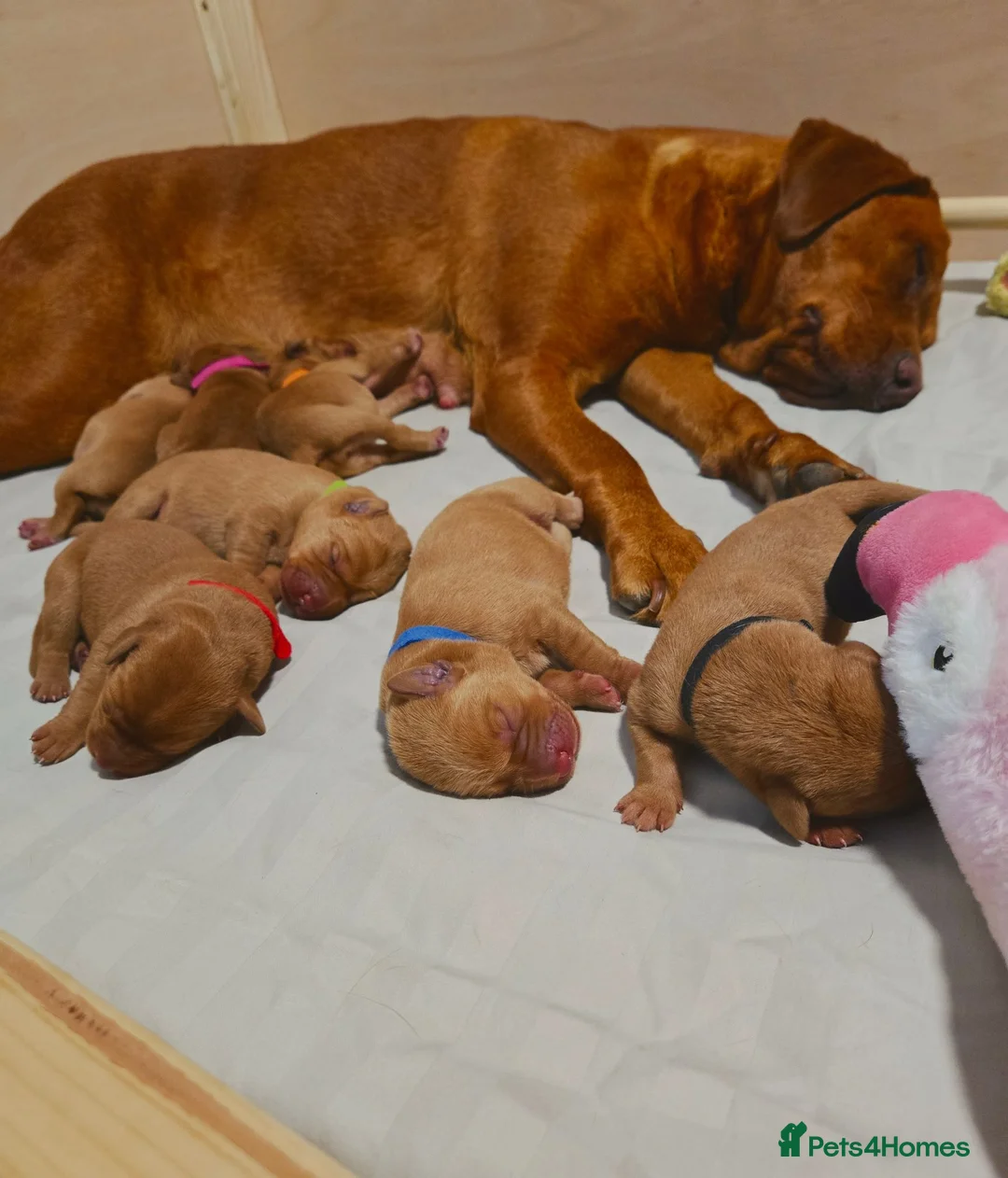 Labrador Retriever dogs for sale: 🐾 Beautiful KC-Registered Fox Red Lab Puppies 🐾 - Advert 1
