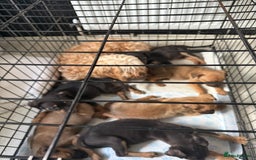 Mixed Breed dogs for sale: Mixed German Shepard ridgeback  - Image 14