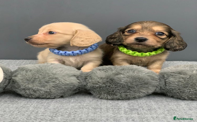 Miniature Dachshund dogs KC Registered Long Haired Mini babies  - Advert 4