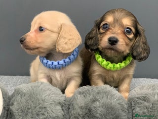 Miniature Dachshund dogs KC Registered Long Haired Mini babies - Advert 18