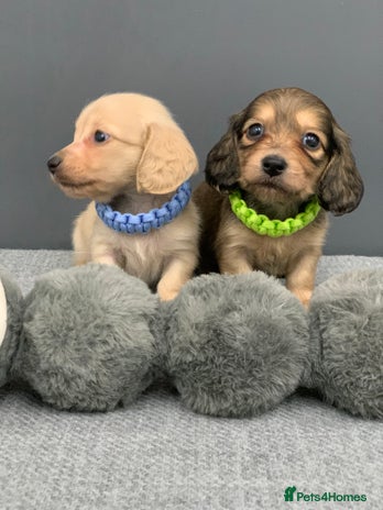 Miniature Dachshund dogs KC Registered Long Haired Mini babies - Advert 3