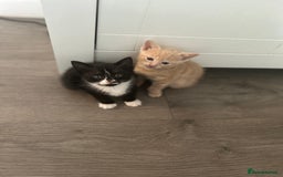 Mixed Breed cats for sale: 3 beautiful kittens for sale  - Image 4