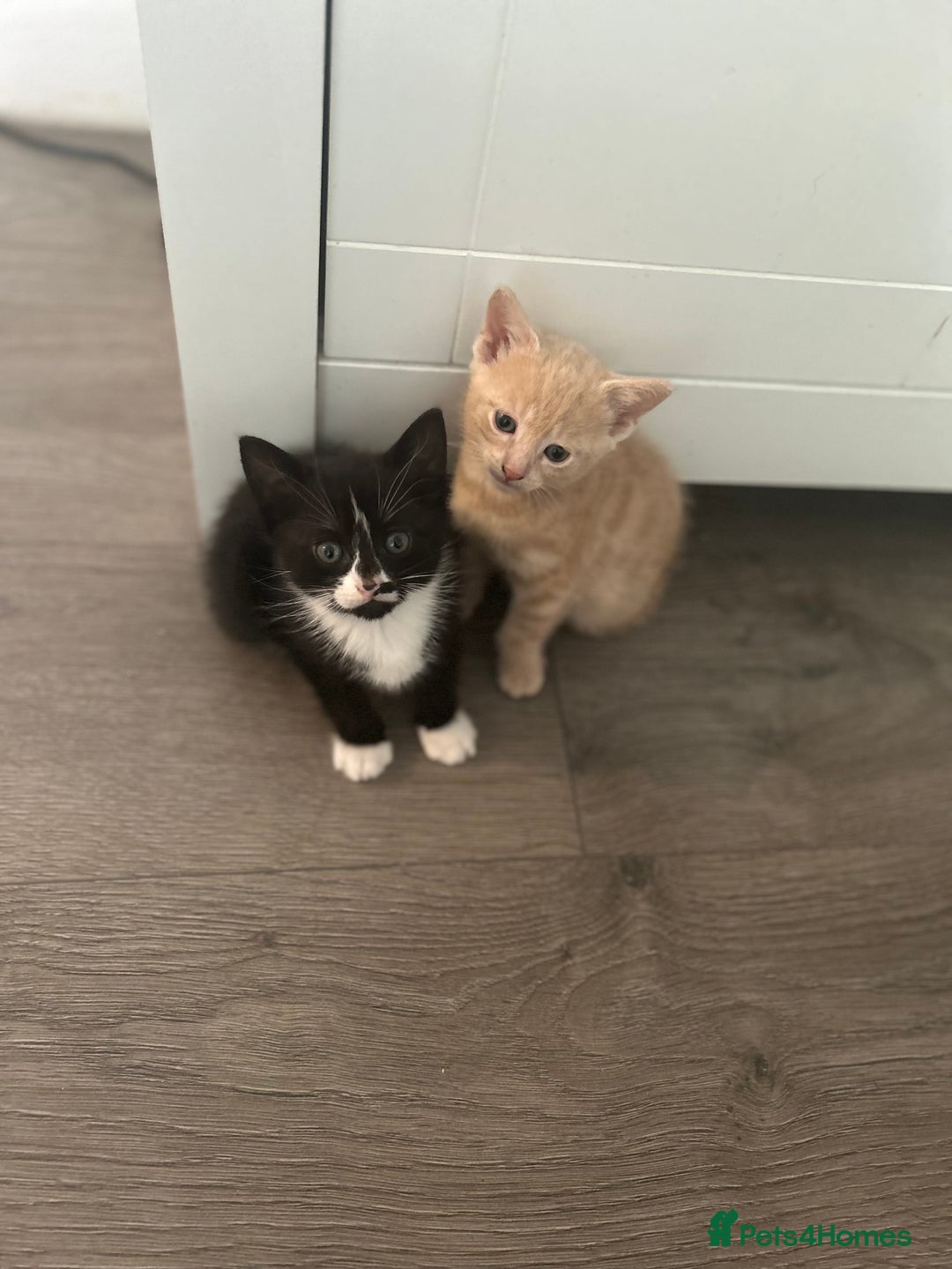 Mixed Breed cats for sale: 3 beautiful kittens for sale  - Image 4
