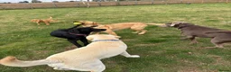 Labrador Retriever dogs for adoption: Ozzy the Adorable Silver Lab - Advert 11