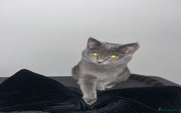 Russian Blue cats for sale: Russian Blue Kitten - Image 3