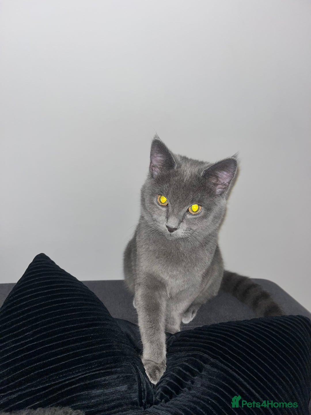 Russian Blue cats for sale: Russian Blue Kitten - Image 3