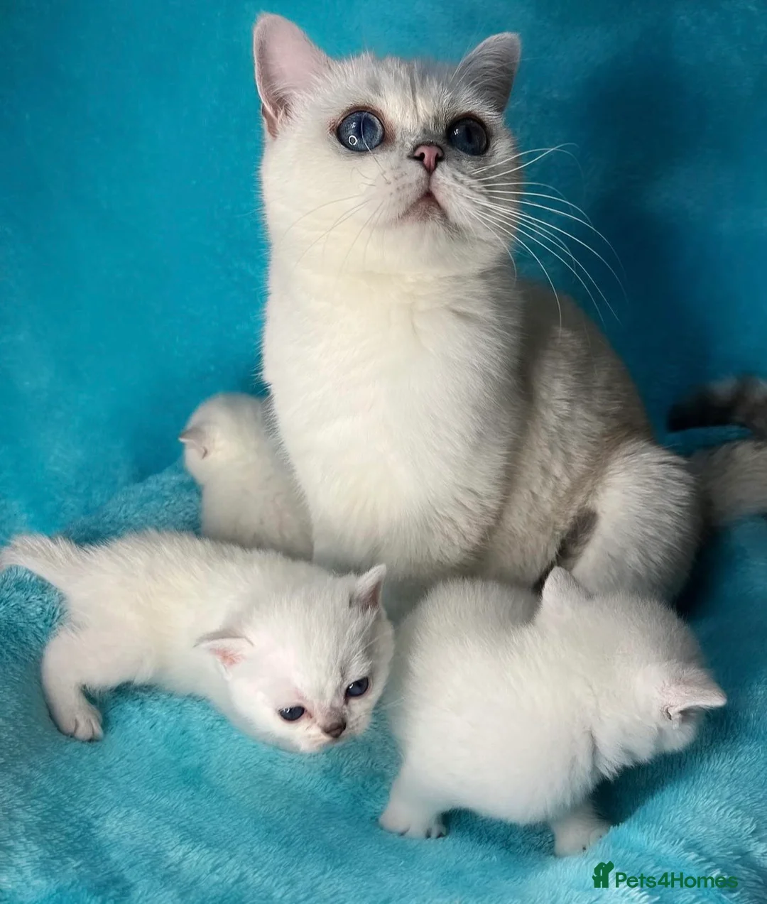 British Shorthair cats for stud: ACTIVE reg 𝑮𝑪𝑪𝑭/TICA BSH CHINCHILLA 🏆 in Ilford - Advert 20