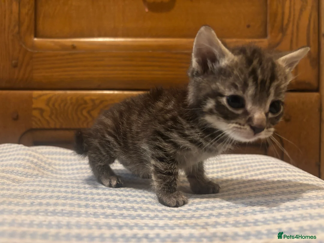 Mixed Breed cats for sale: 3 kittens for sale - Advert 11