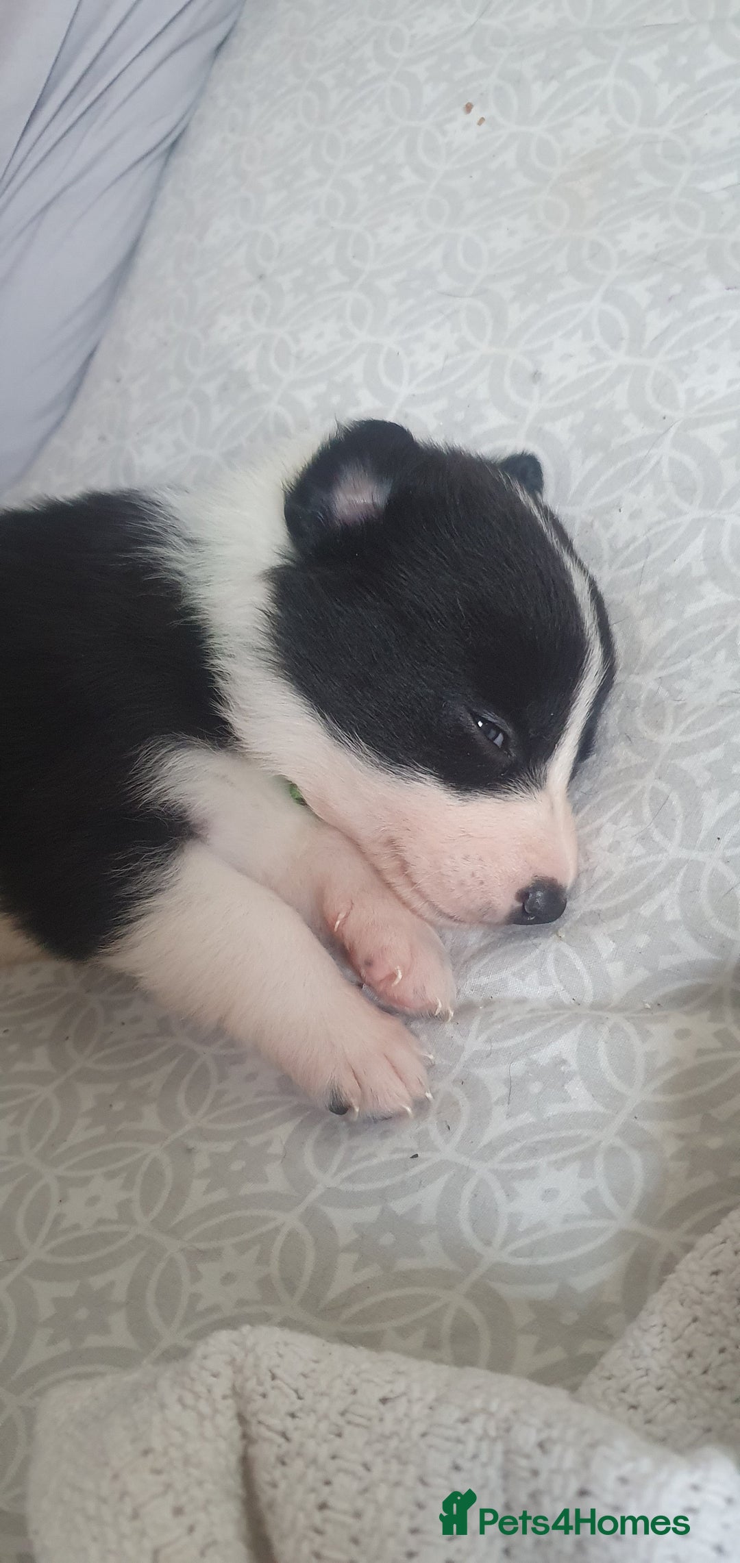 Border Collie dogs for sale: Border Collie puppies - Advert 13