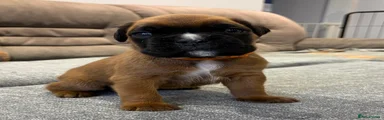 Boxer Puppy 5