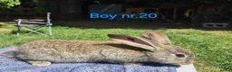 Continental Giant rabbits for sale: Pure Continental Giant Vaccinated  - Advert 20