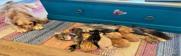Mixed Breed cats for sale: 6 kittens. Mixed Maincoon and Persian  in Newbury - Advert 5